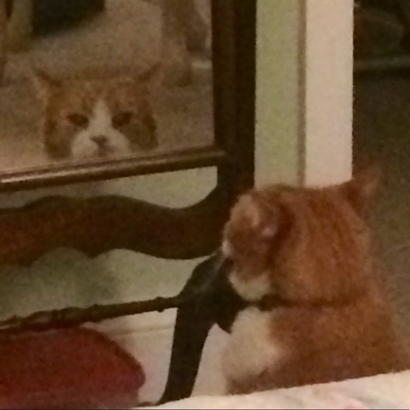 Meet your Posher, Cat - Picture 1 of 1